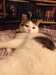 2015-02-24:Aineko
