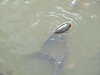 20150331144732-DSCF1819.JPG