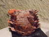 20150401120106-DSCF1899.JPG