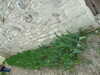 20150402123529-DSCF1958.JPG