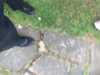 2015-07-05:mum80th and Mystery Tree
