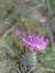 20150816115443-DSCF2259.JPG