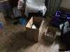 2016-03-15:Aineko in Box
