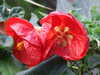 20160325135110-DSCF3039.JPG
