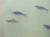 20160325144500-DSCF3062.JPG