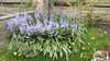 2016-05-03:Garden

