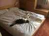 2016-05-25:Cats
