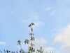 2016-07-31:Tree
