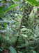 20160813123924-DSCF3217.JPG