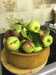 2016-09-08:Apple Harvest
