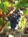 20160923150432-DSCF3574.JPG