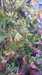 2016-10-15:Grapes
