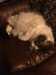 2017-01-05:Felicity
