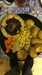 2017-02-19:Giant Mushroom Breakfast
