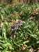 2017-03-21:Bluebell
