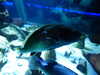 2017-04-23:la grau du roi aquarium saint jean de fos
