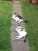 2017-06-18:Cats on path
