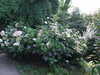 20170825160112-DSCF3977.JPG