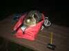 2017-12-08:Cat in Tent Bag
