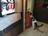 2018-09-03:cat in van
