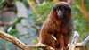 20190126210003-red-titi-monkey-02-WR.jpg