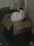 2019-06-07:Aineko box

