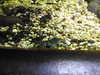 20190824104737-DSCN0155.JPG