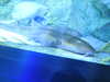 20190824113804-DSCN0251.JPG