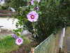20190924151515-DSCN1382.JPG
