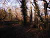 2019-12-25:Christmas Walk Joydens Wood
