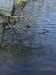 2020-04-21:Chislehurst Pond
