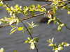 20200422154441-DSCN2025.JPG
