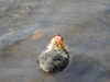 20200422154720-DSCN2044.JPG