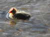 20200422154727-DSCN2046.JPG