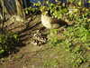 20200422155112-DSCN2064.JPG