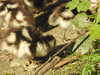 20200422155117-DSCN2065.JPG