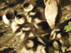 20200422155120-DSCN2066.JPG