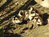 20200422155145-DSCN2070.JPG