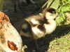 20200422155207-DSCN2072.JPG