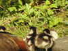 20200422155345-DSCN2076.JPG