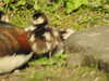 20200422155351-DSCN2077.JPG