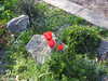 20200422160513-DSCN2086.JPG