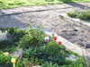 20200422160515-DSCN2087.JPG