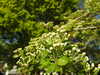 20200422161619-DSCN2107.JPG