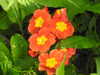 20200423152813-DSCN2117.JPG