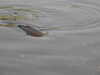20200423154700-DSCN2127.JPG