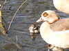 20200423154903-DSCN2133.JPG