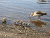 20200423155044-DSCN2142.JPG