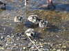 20200423155102-DSCN2143.JPG