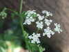 20200423163112-DSCF5076.JPG